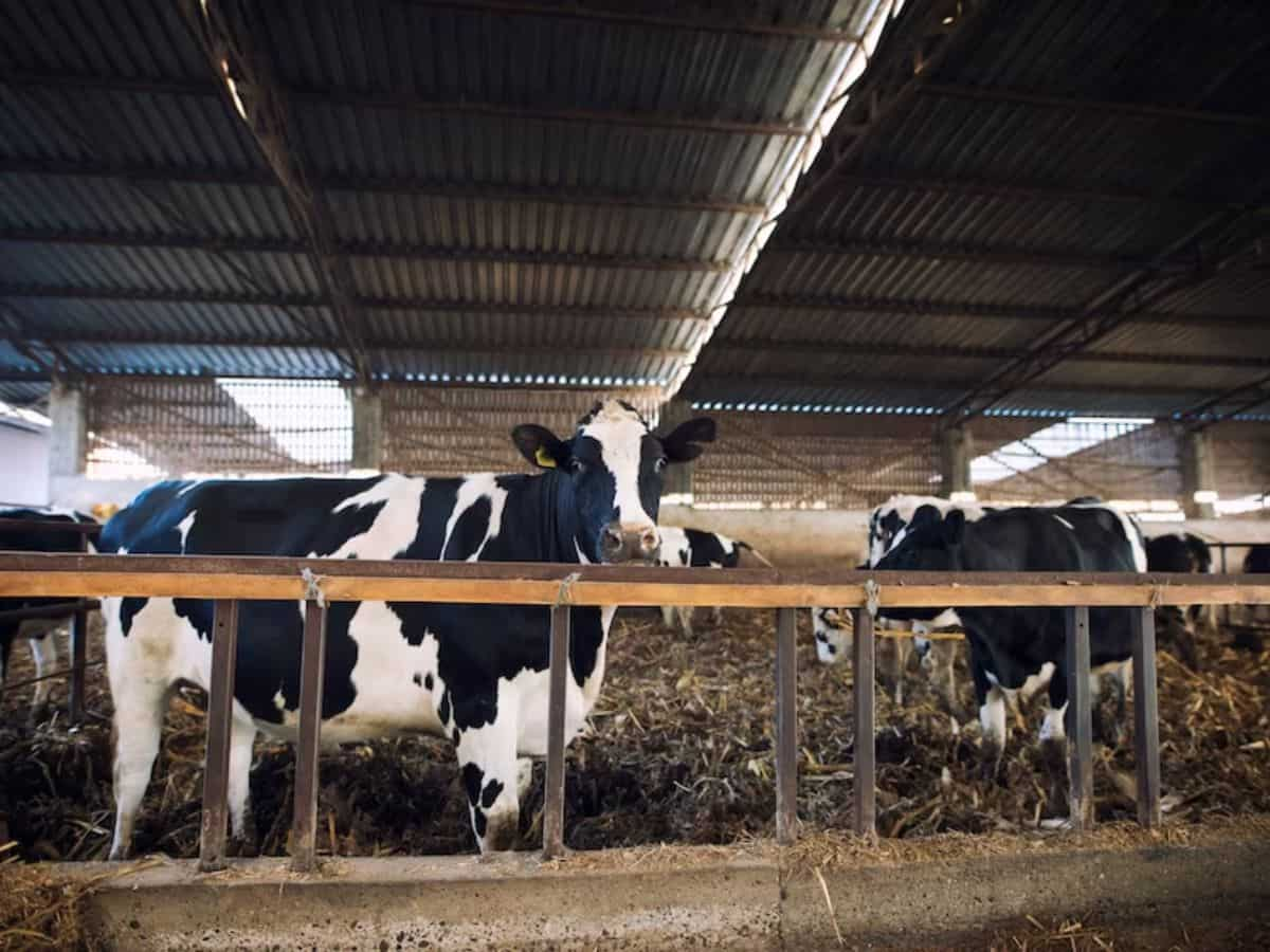 Dairy Farming: डेयरी खोल करें तगड़ी कमाई, यहां दुधारू पशु खरीदने पर मिल रही बंपर सब्सिडी