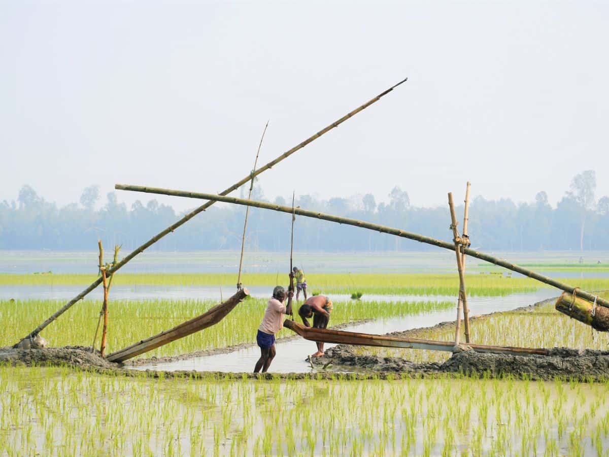कम बारिश और चावल व दालों की कम बुआई से बढ़ी कीमतें, धान की खेती का रकबा 6.1% घटा