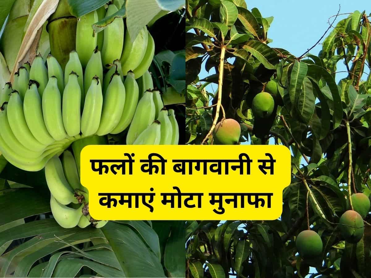 Sarkari Yojana: आम, केला समेत इन फलों की बागवानी करें किसान, मिल रही बंपर Subsidy, होगी तगड़ी कमाई