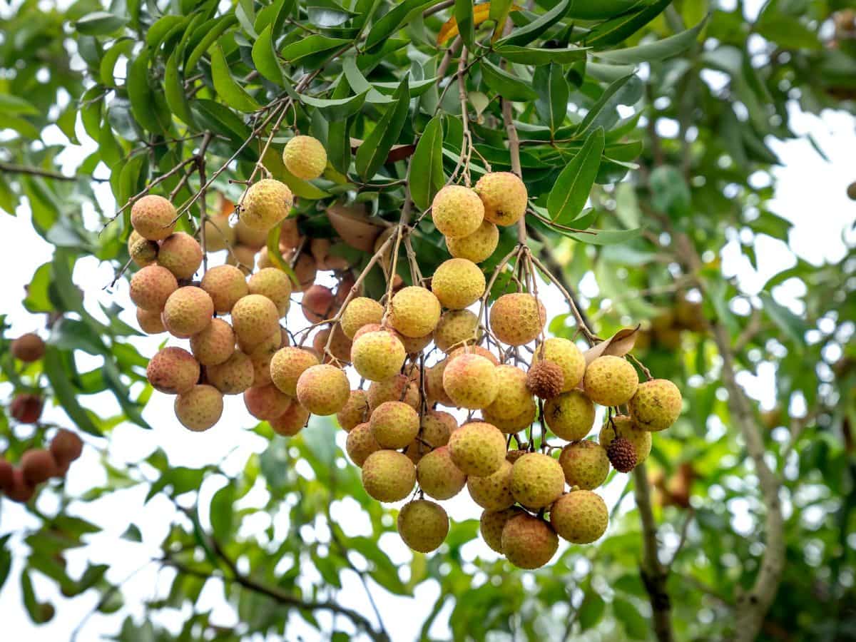 बिहार में विदेशी फल 'लौंगन' की खेती, किसानों को होगी बंपर कमाई