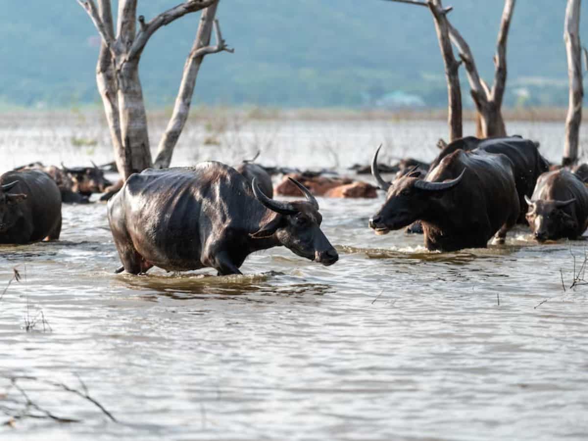 गाय-भैंस पालने वालों के लिए बड़ी खबर! बाढ़ से पशुओं की मौता पर मिलेगा ₹37,500 का मुआवजा, ऐसे उठाएं फायदे