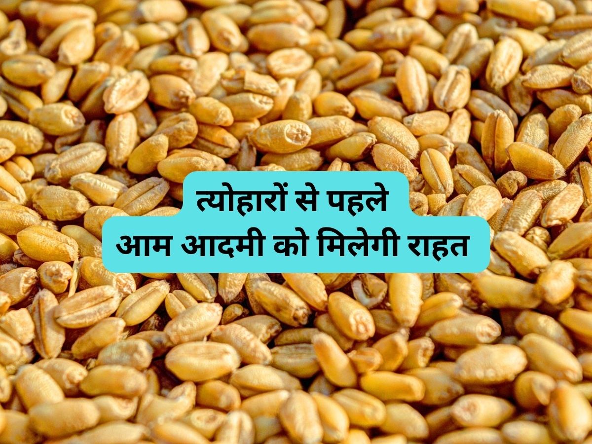 Wheat Price Hike: त्योहारों से पहले घटेगी गेहूं की कीमतें, सरकार ले सकती है ये बड़ा फैसला