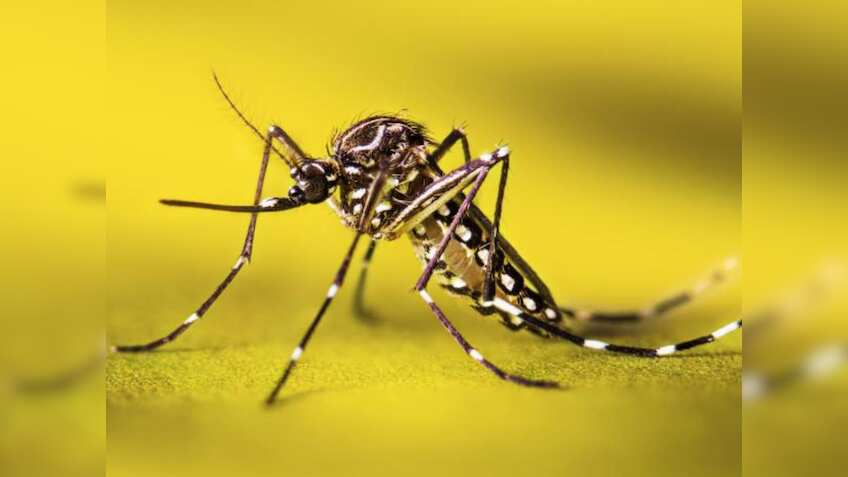  खतरे की घंटी! Dengue-Malaria के बढ़ते मामले बढ़ा रहे हैं टेंशन- जानें बचने के उपाय  