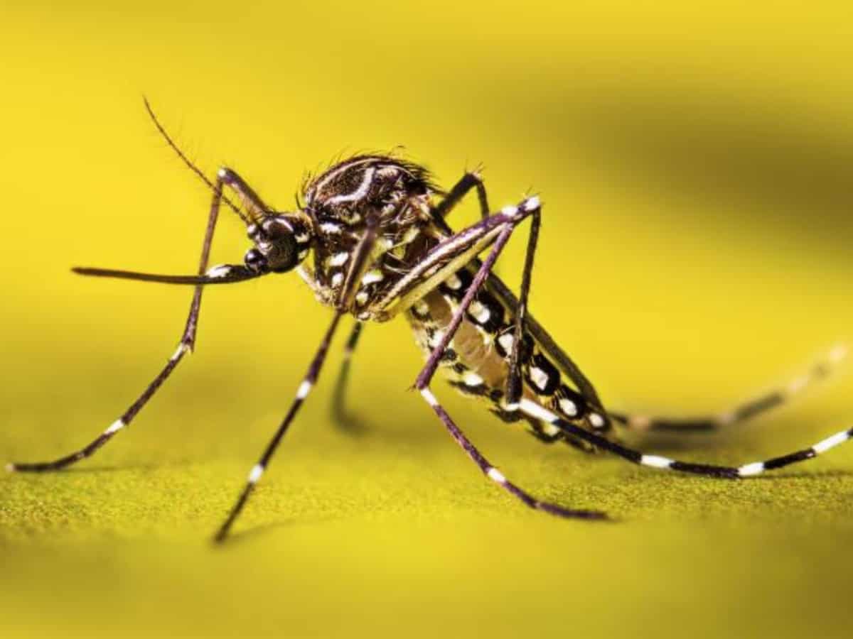  खतरे की घंटी! Dengue-Malaria के बढ़ते मामले बढ़ा रहे हैं टेंशन- जानें बचने के उपाय  