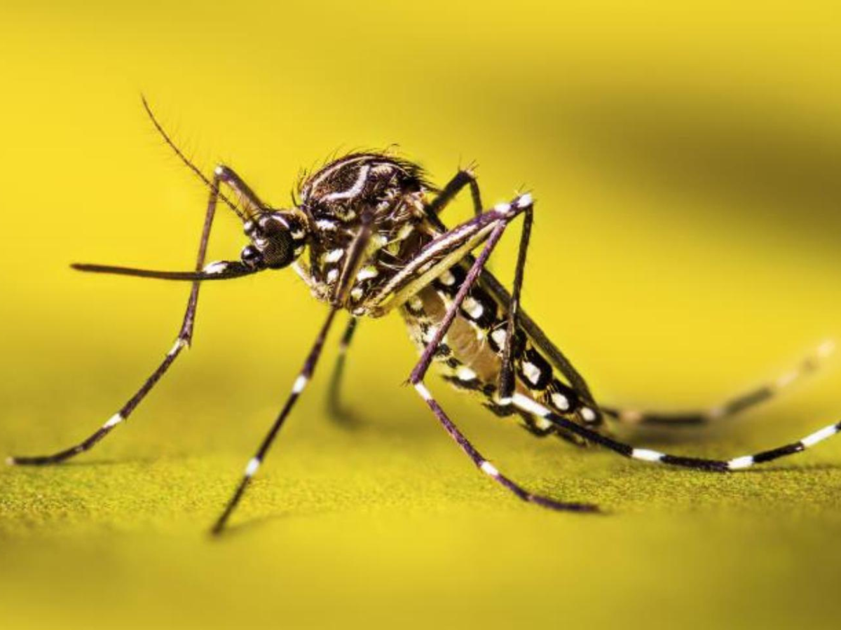 खतरे की घंटी! Dengue-Malaria के बढ़ते मामले बढ़ा रहे हैं टेंशन- जानें बचने के उपाय