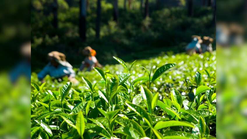 खुशखबरी! किसानों को चाय तोड़ने वाली मशीनों, उपकरणों पर 50% सब्सिडी देगी सरकार, बढ़ेगी कमाई