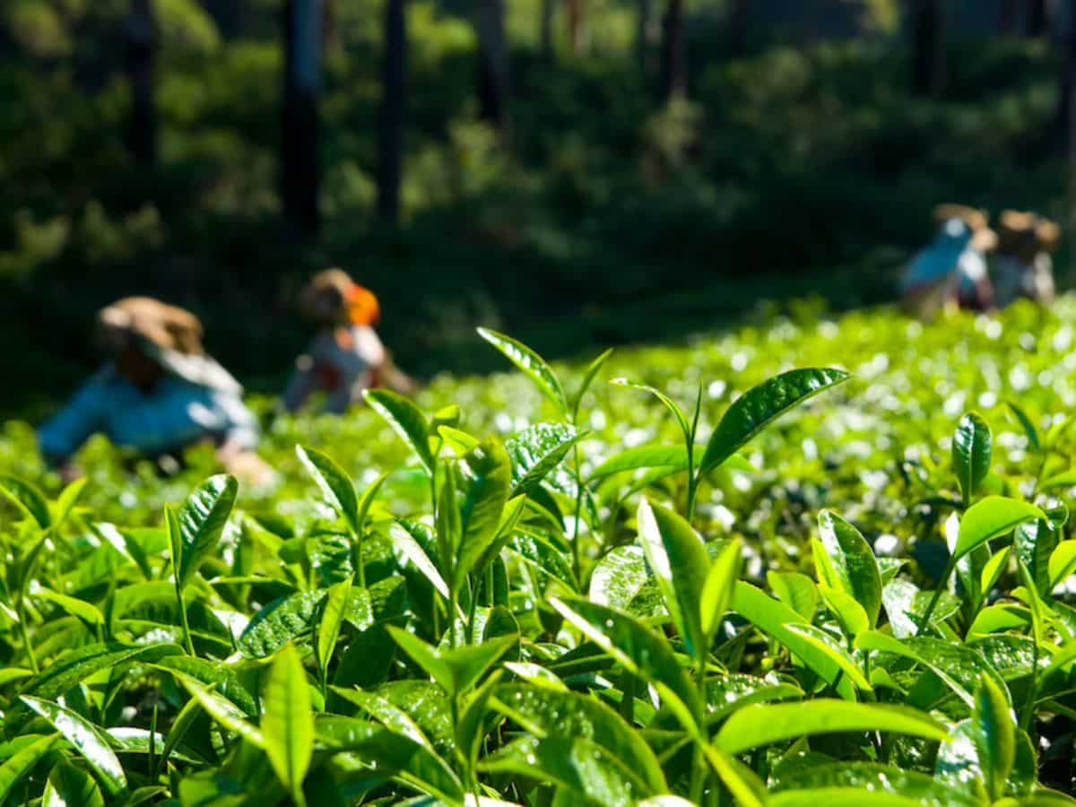 खुशखबरी! किसानों को चाय तोड़ने वाली मशीनों, उपकरणों पर 50% सब्सिडी देगी सरकार, बढ़ेगी कमाई