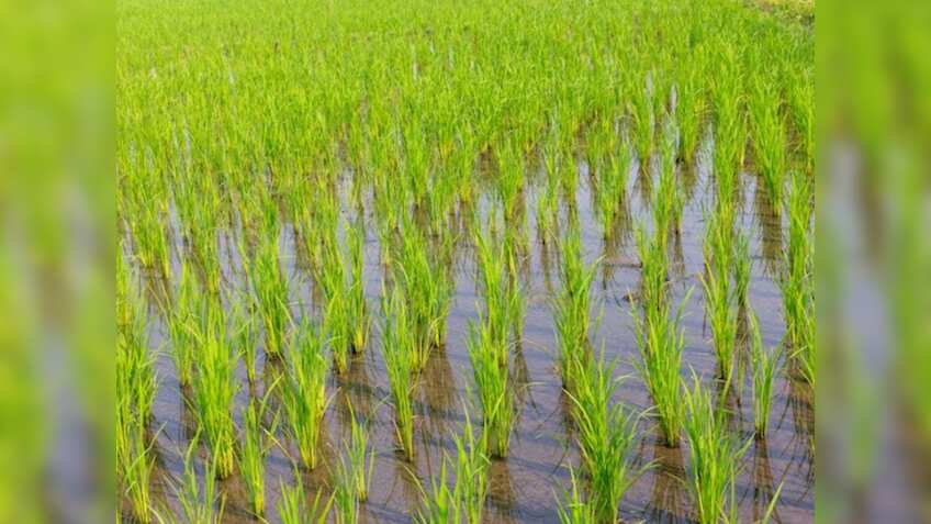 Kharif Season: धान का रकबा अबतक 5% बढ़ा, इन तीन राज्यों में बुवाई अभी कम