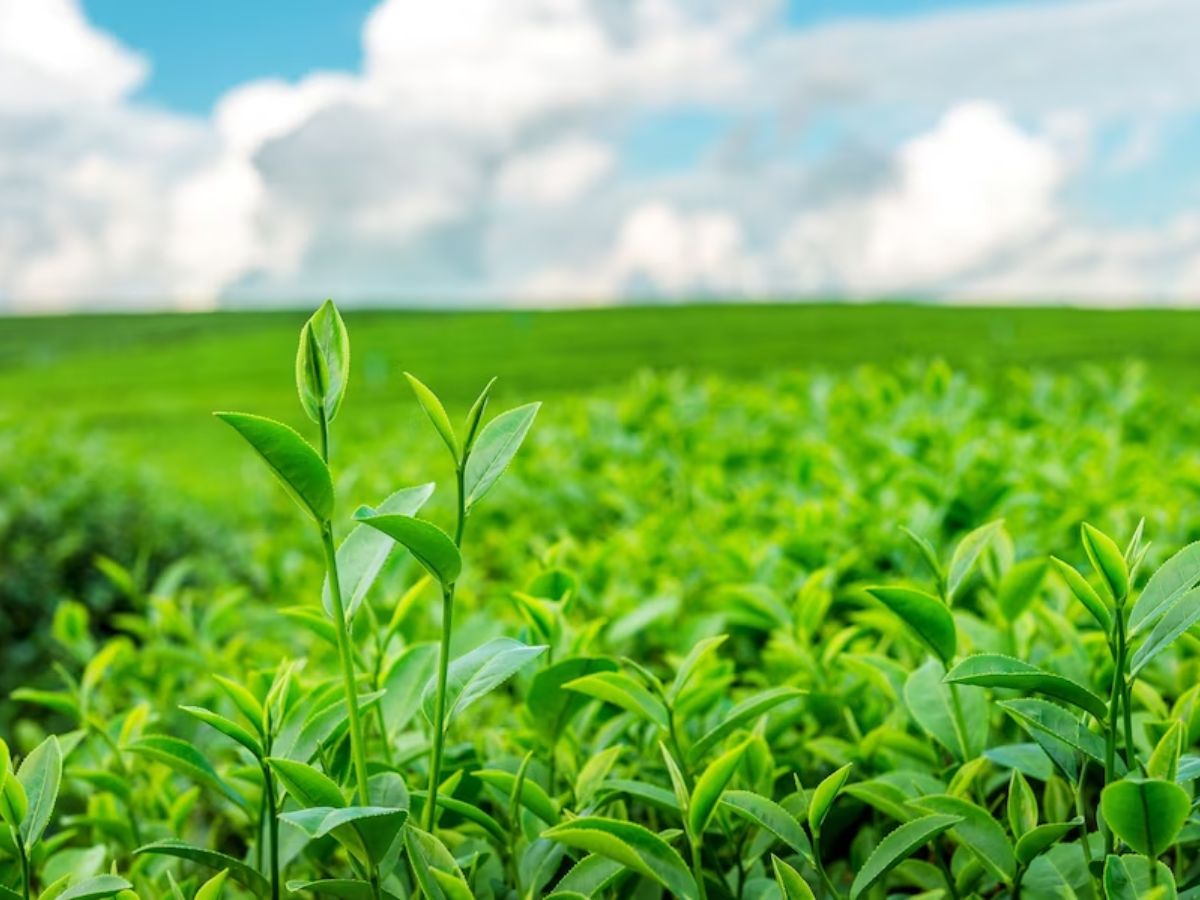 5 नकदी फसलों से जुड़े उद्योग को बढ़ावा देगी सरकार, नीति आयोग से मांगे सुझाव