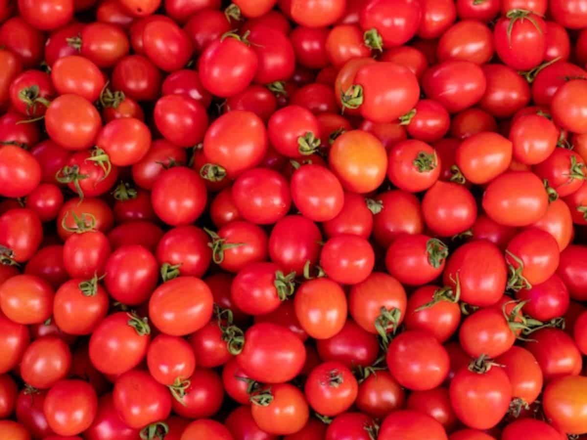महंगाई से आजादी: 15 अगस्त से ₹50 रुपये किलो मिलेगा टमाटर, रियायती दर पर Tomato बेचना जारी रखेगी सरकार