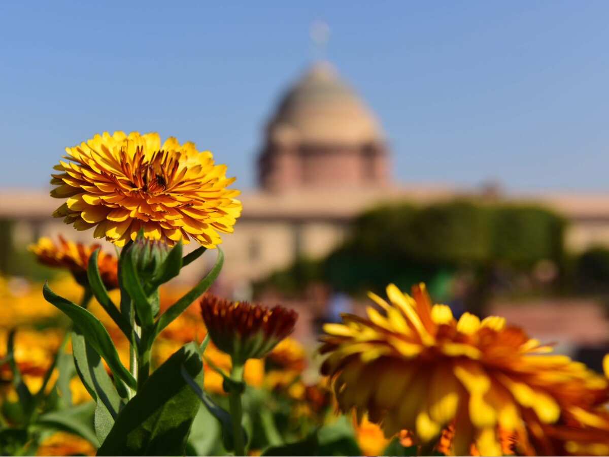 Amrit Udyan Reopen: नहीं देखा है अमृत उद्यान तो अब है मौका, जान लीजिए कैसे मिलेगी एंट्री, क्‍या है बुकिंग का तरीका 