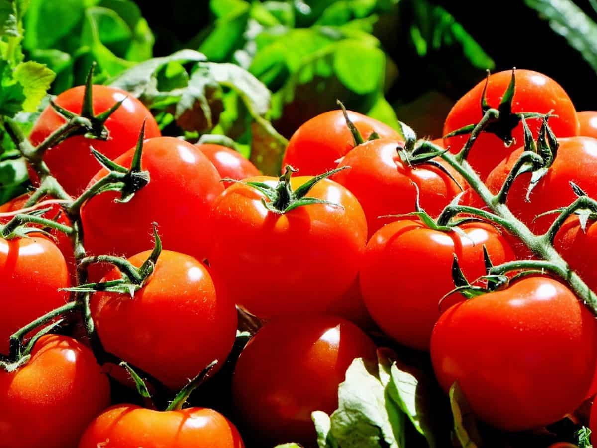 Tomato Prices: 20 अगस्त से और सस्ता होगा टमाटर, अब खरीदें 40 रुपये किलो