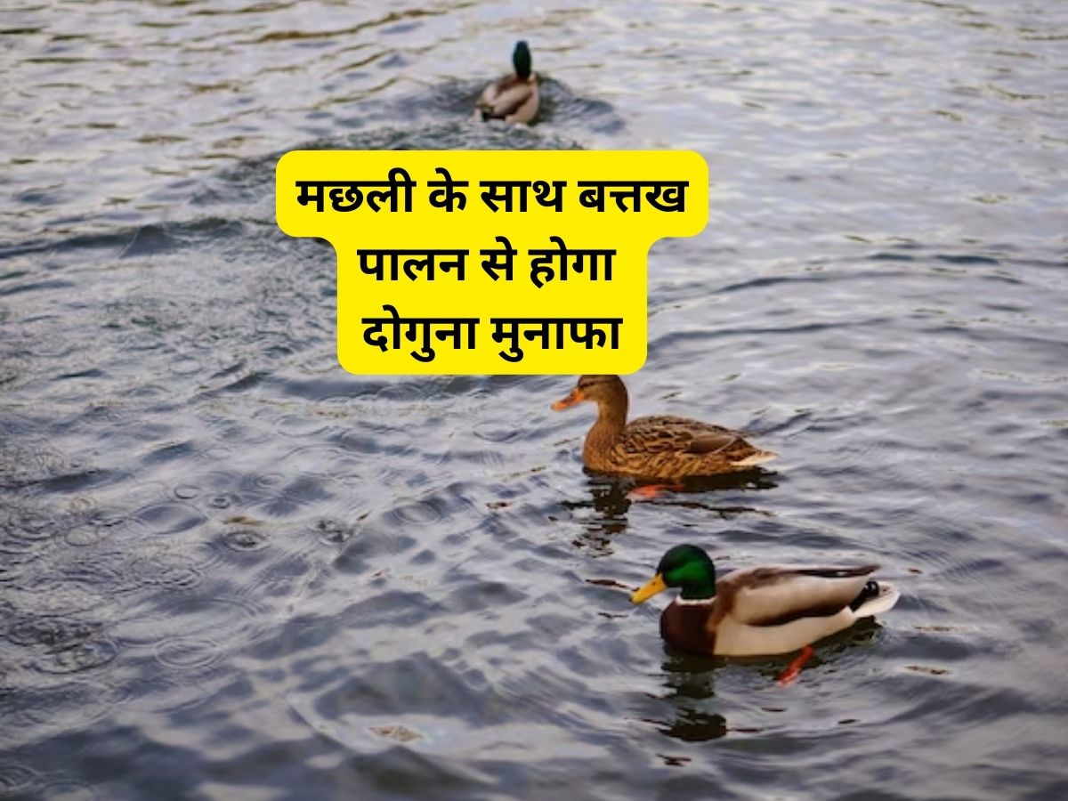 Business Idea: बंपर कमाई वाला सुपरहिट बिजनेस आइडिया, आधी लागत में दोगुना मुनाफा