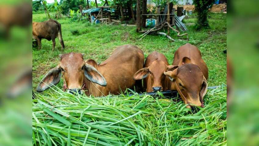योगी सरकार का बड़ा फैसला, लीज पर दिए जाएंगे 6 Dairy Plant, पशुपालकों को होगा फायदा