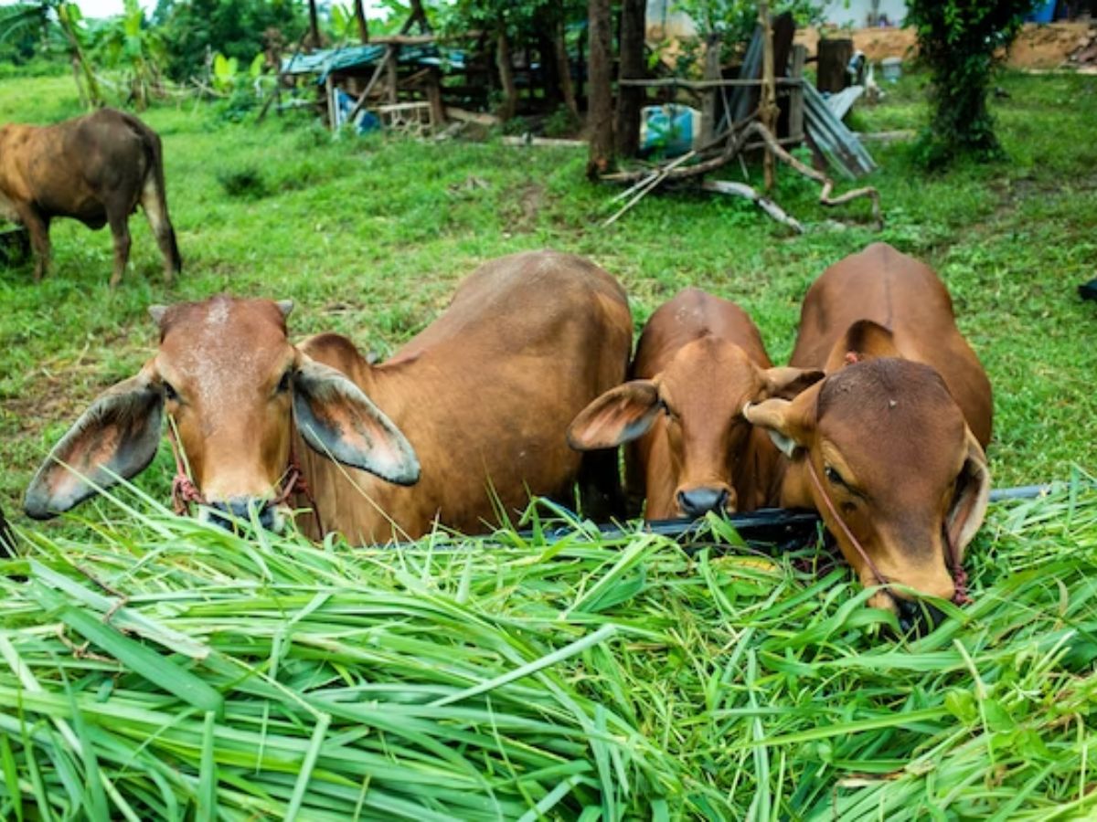 योगी सरकार का बड़ा फैसला, लीज पर दिए जाएंगे 6 Dairy Plant, पशुपालकों को होगा फायदा