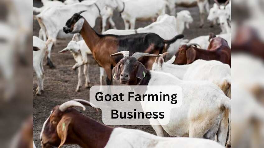 Success Story: बकरी ने बदली इस एग्री ग्रेजुएट की किस्मत, हर महीने लाखों की कमाई