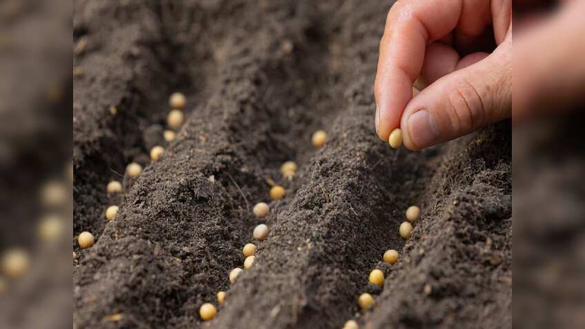 नकली बीज बेचने वाले सावधान! रबी फसलों के हाइब्रिड बीज की होगी जांच, सैंपल फेल होने पर कार्रवाई