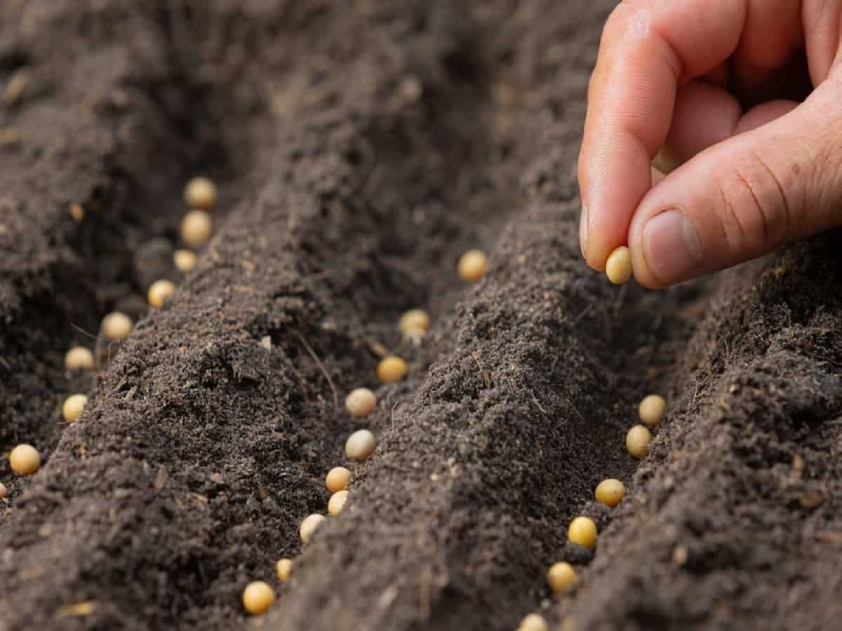 नकली बीज बेचने वाले सावधान! रबी फसलों के हाइब्रिड बीज की होगी जांच, सैंपल फेल होने पर कार्रवाई