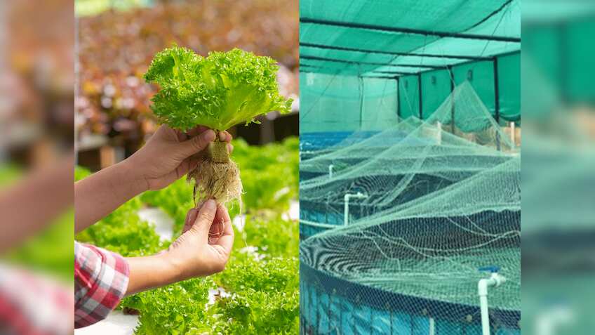 जानिए क्या होती है Aquaponic Farming, ली जाती है मछलियों की मदद, एक का Waste बनता है दूसरे का Food