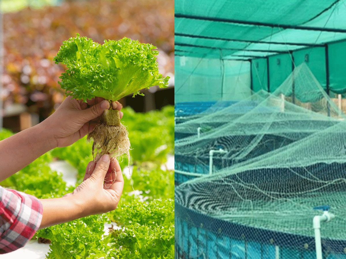 जानिए क्या होती है Aquaponic Farming, ली जाती है मछलियों की मदद, एक का Waste बनता है दूसरे का Food