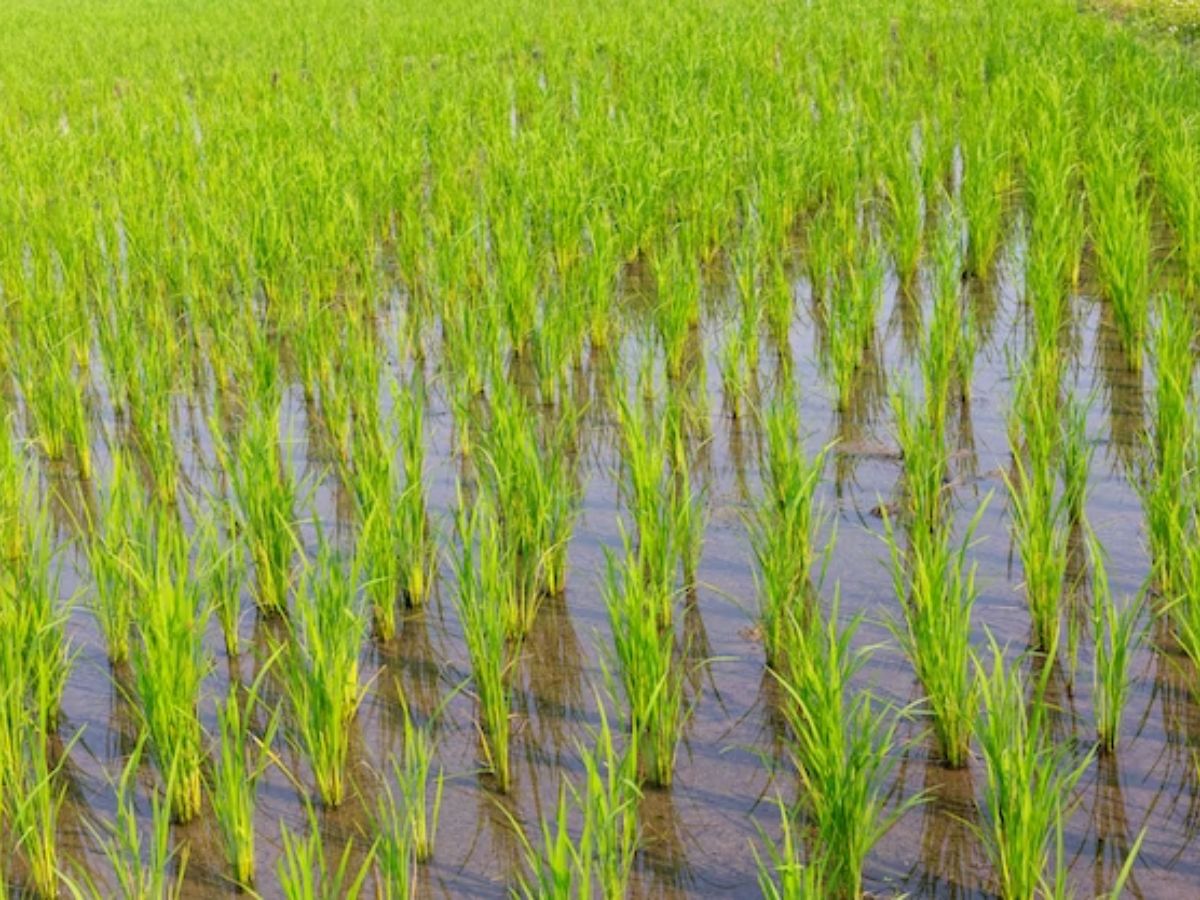 FMC ने पेश किया नया बायो-फंगीसाइड, धान की इस सबसे गंभीर बीमारी से निपटने में मिलेगी मदद