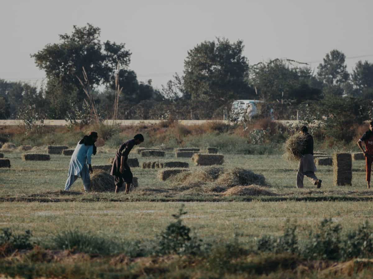 BRFSY: इस योजना में किसानों को नुकसान होने पर सरकार करती है भरपाई, 31 अक्टूबर तक मौका, ऐसे उठाएं फायदा