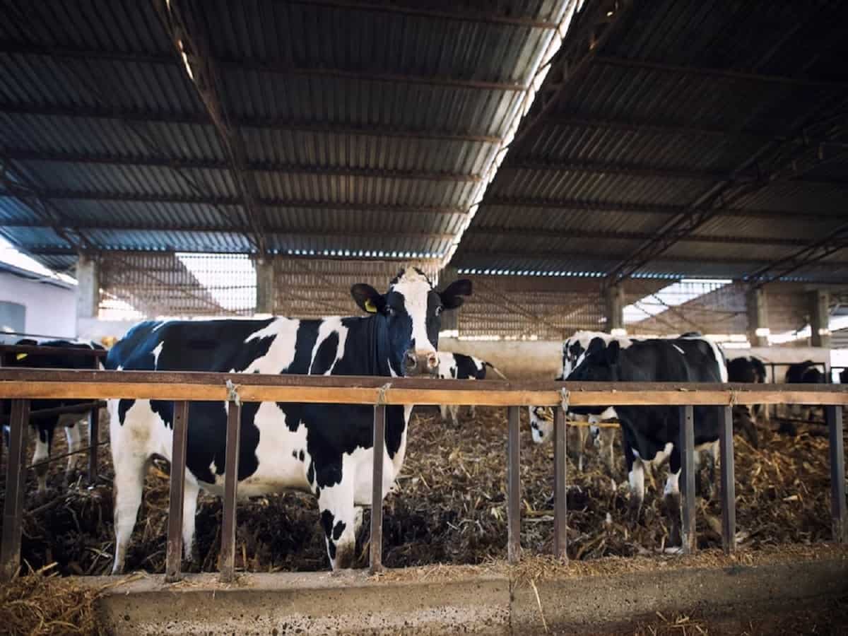 Dairy बिजनेस से पैसा कमाने का बंपर मौका! देसी गाय खरीद पर सरकार दे रही Subsidy, जानिए पूरी डीटेल