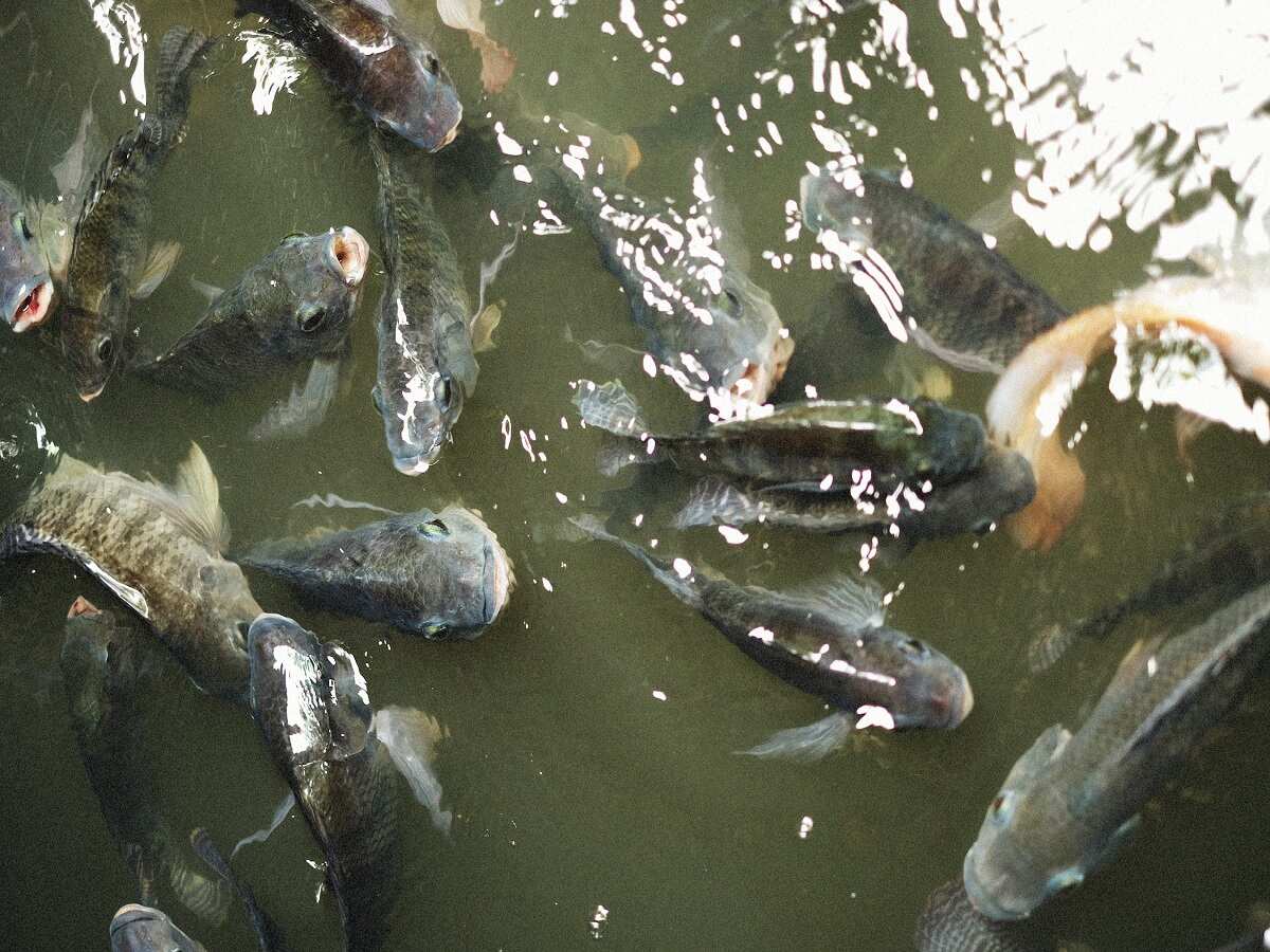 Fish Farming