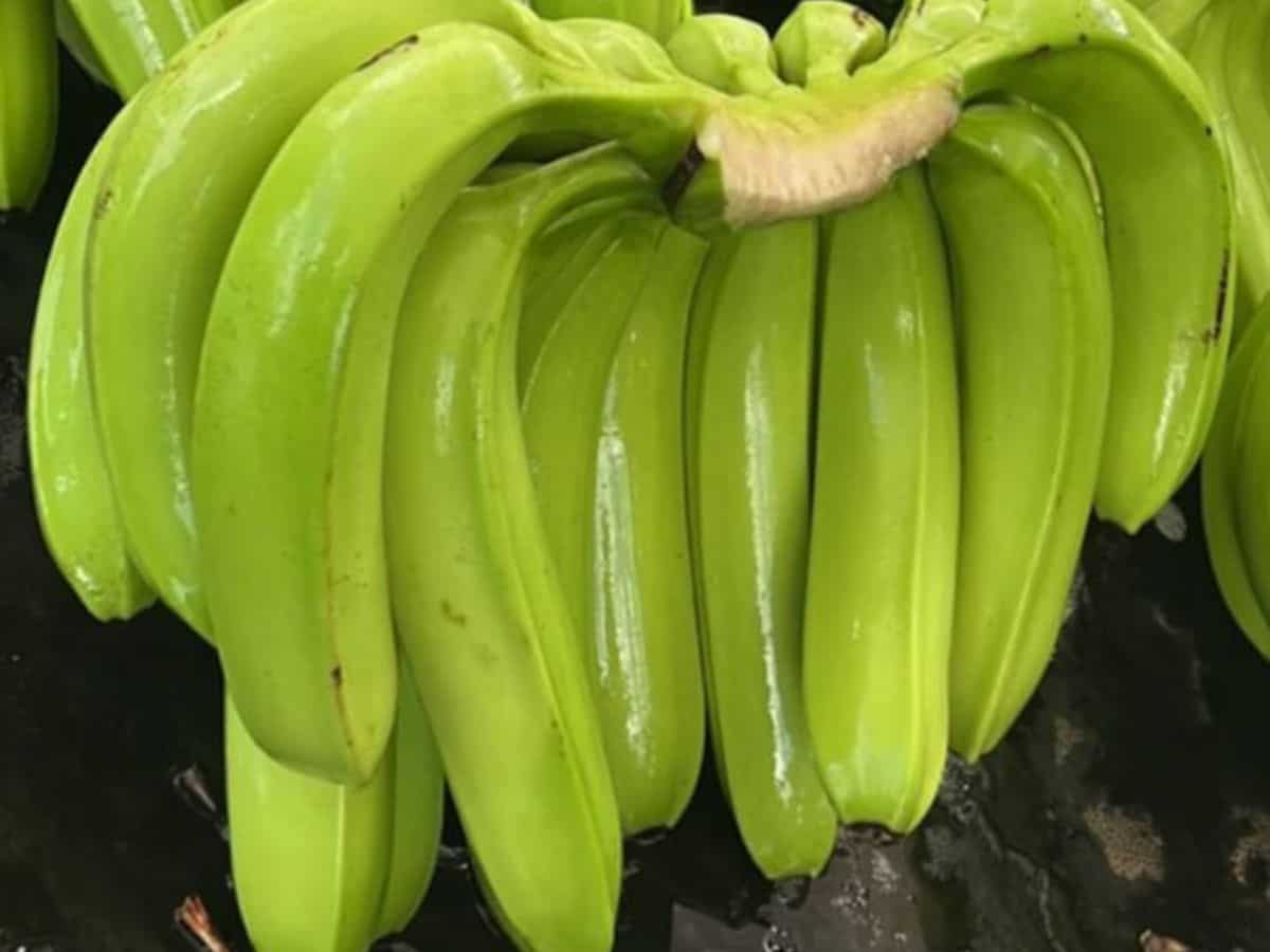 Banana Export: गाजीपुर के केले का स्वाद चखेंगे दुबई के शेख, APEDA ने भेजी पहली खेप