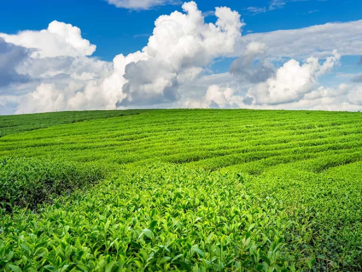 ग्लोबल चाय निर्यात में भारत की हिस्सेदारी 42% से घटकर 12% पर आई, सरकार ने कहा- क्वालिटी में सुधार पर करें फोकस
