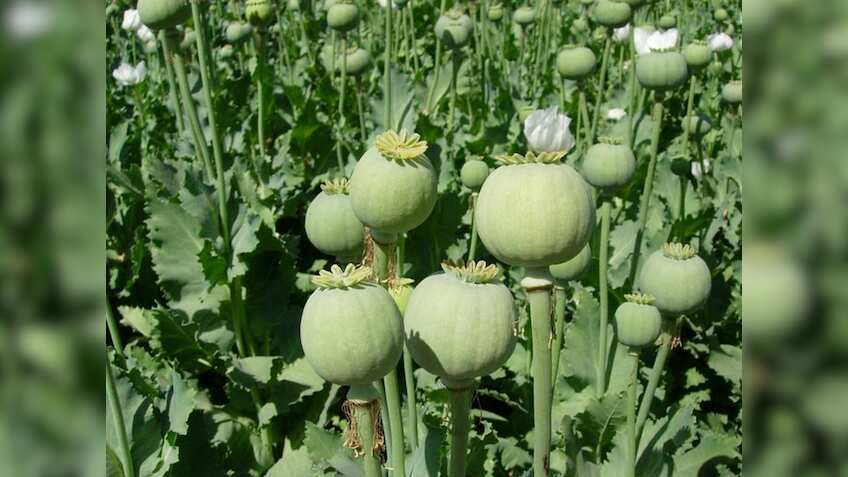 इन तीन राज्यों में होगी अफीम पोस्त की खेती, 1.12 लाख किसानों को मिलेगा लाइसेंस, जानिए पूरी डीटेल