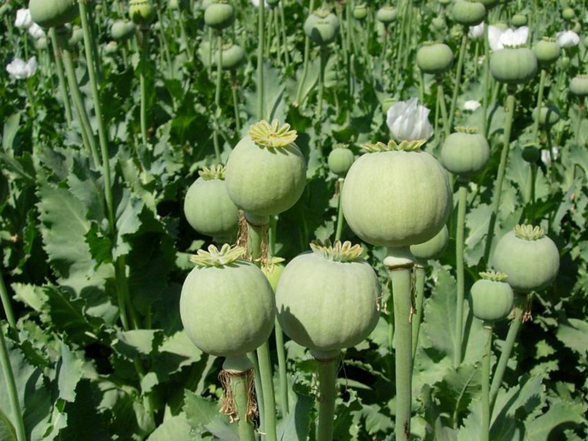 इन तीन राज्यों में होगी अफीम पोस्त की खेती, 1.12 लाख किसानों को मिलेगा लाइसेंस, जानिए पूरी डीटेल