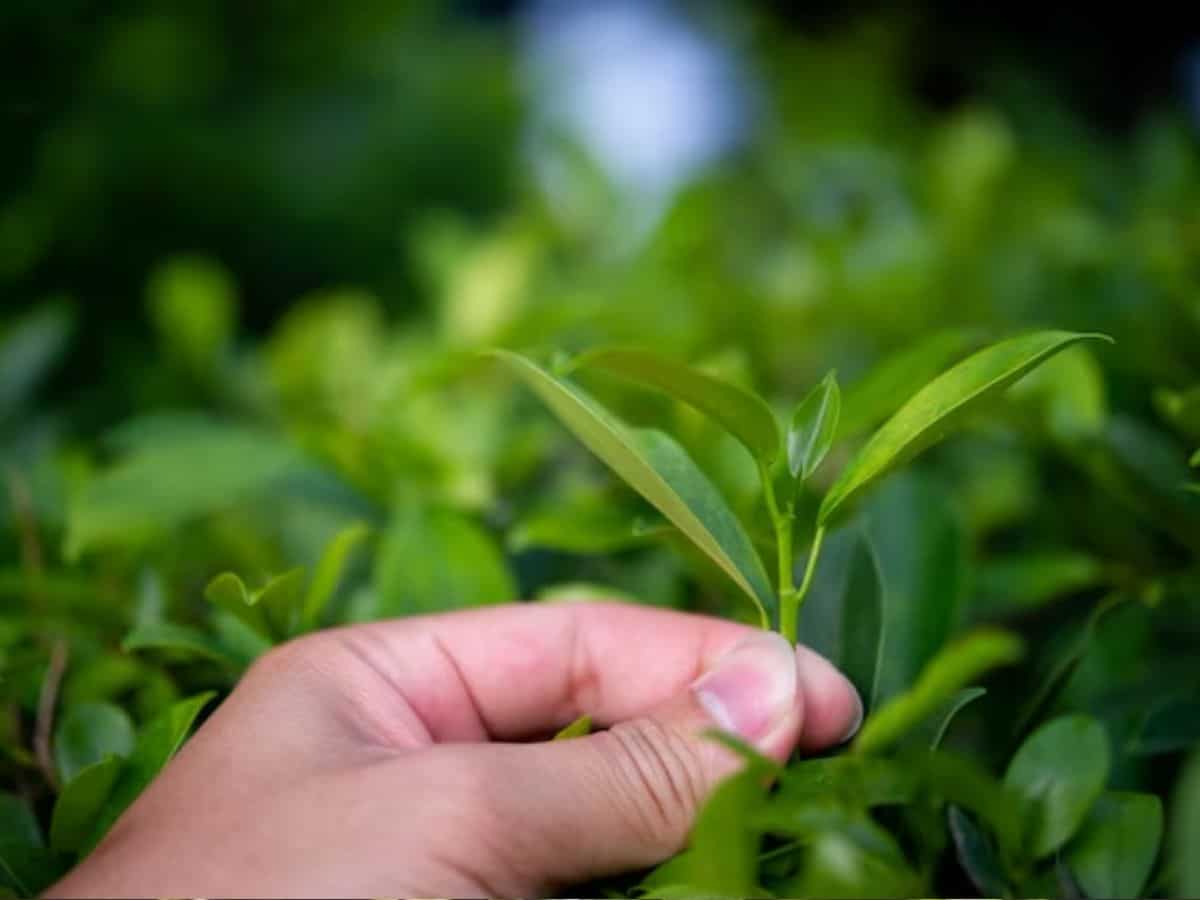 श्रीलंका ने भारतीय चाय कंपनियों की बढ़ाई मुश्किल, Export घटने से एक फीसदी घट सकता है मुनाफा