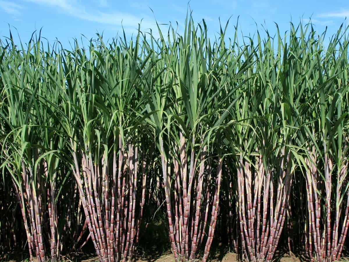 गन्ना किसानों के लिए जरूरी खबर! धानुका एग्रीटेक ने पेश किया नया खरपतवार नाशक, जानिए क्या है इसकी खासियत