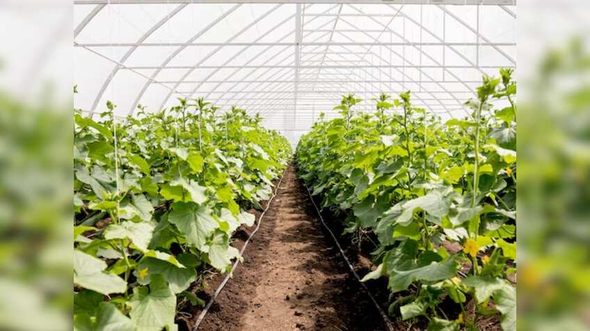 इस तकनीक से सब्जियों की खेती करें किसान, हर मौसम में होगी ताबड़तोड़ कमाई