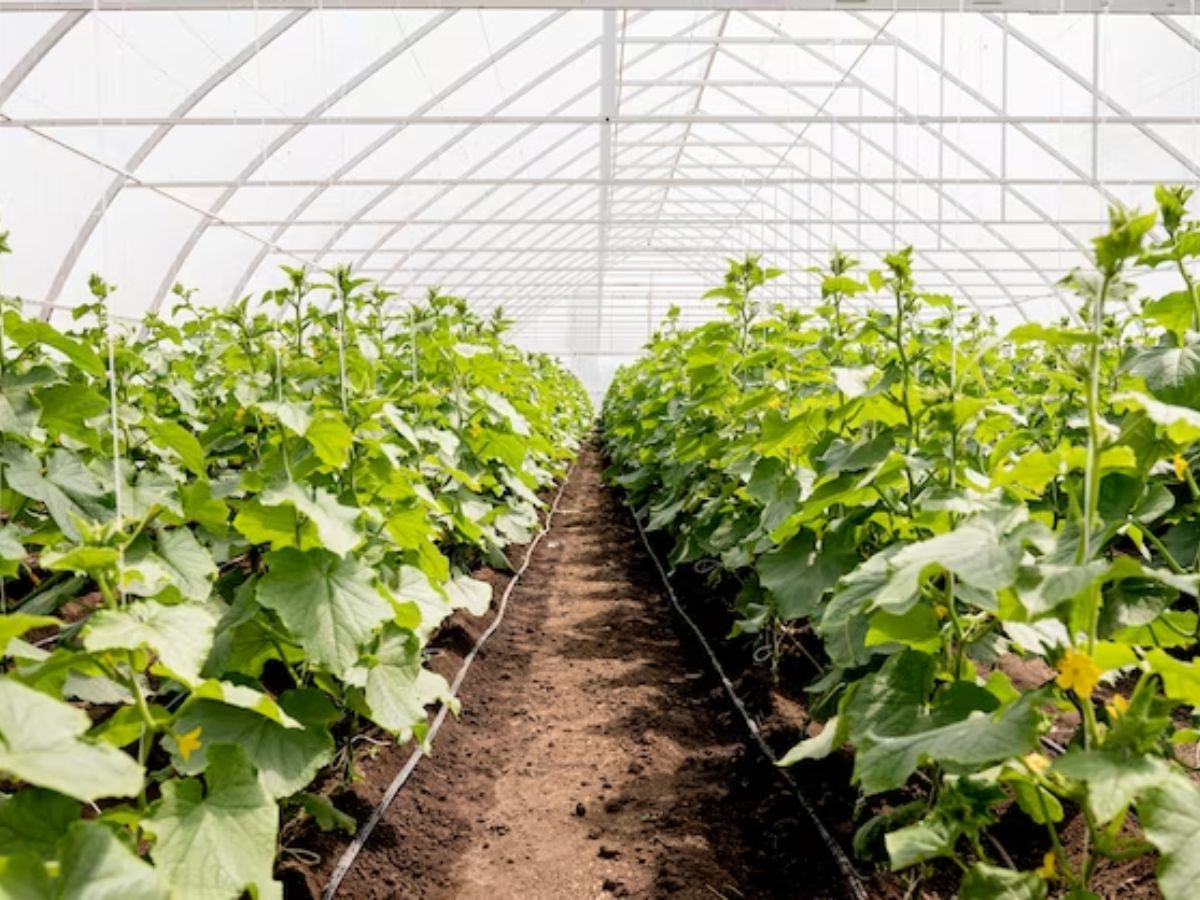 इस तकनीक से सब्जियों की खेती करें किसान, हर मौसम में होगी ताबड़तोड़ कमाई