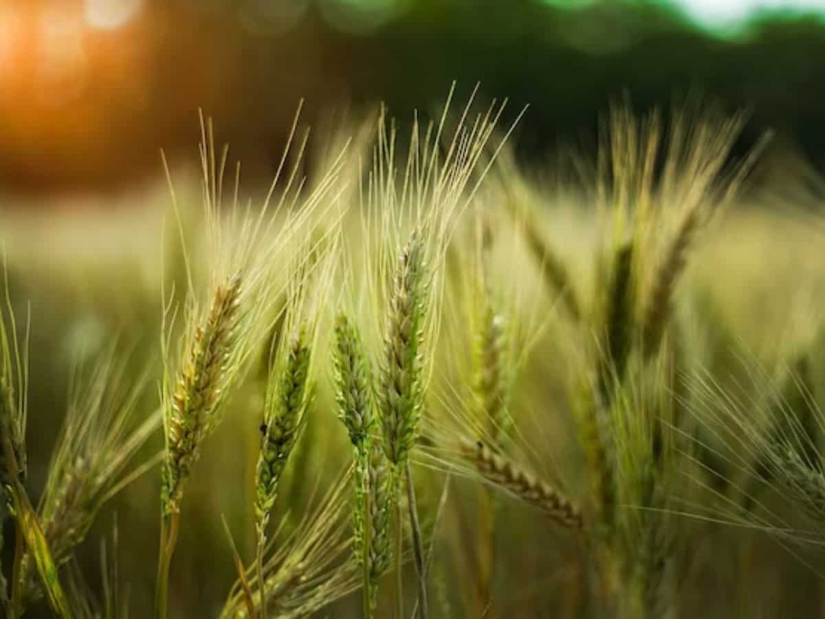 Rabi Crops: इस बार गर्मी झेल सकने वाली गेहूं की किस्मों की होगी बुवाई, 11.4 करोड़ टन की रिकॉर्ड गेहूं पैदावार का लक्ष्य