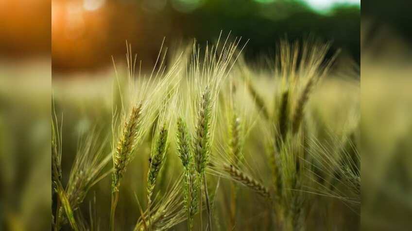 Rabi Crops: इस बार गर्मी झेल सकने वाली गेहूं की किस्मों की होगी बुवाई, 11.4 करोड़ टन की रिकॉर्ड गेहूं पैदावार का लक्ष्य