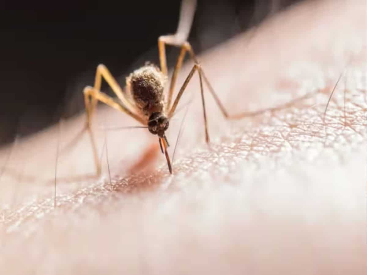 Dengue Fever: तेजी से बढ़ रहे हैं डेंगू के मामले, स्‍वास्‍थ्‍य मंत्री ने की हाई लेवल मीटिंग…जानिए इसके लक्षण और बचाव के तरीके