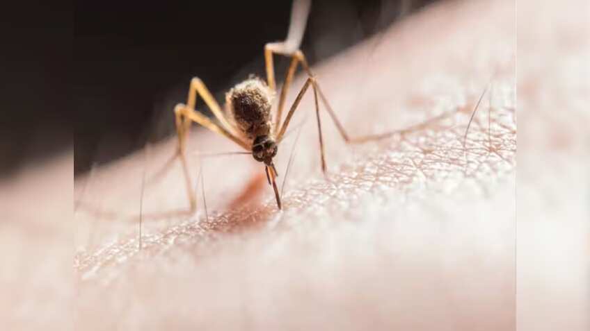 Dengue: बांग्‍लादेश में डेंगू से हुआ बुरा हाल, दो लाख से ज्‍यादा मामले आए सामने, हजारों की मौत...भारत में भी बढ़ रहे मरीज
