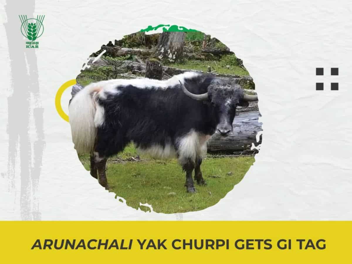 पहली बार याक के दूध से बना अरुणाचल प्रदेश के Yak Churpi को मिला GI Tag, जानिए खासियत