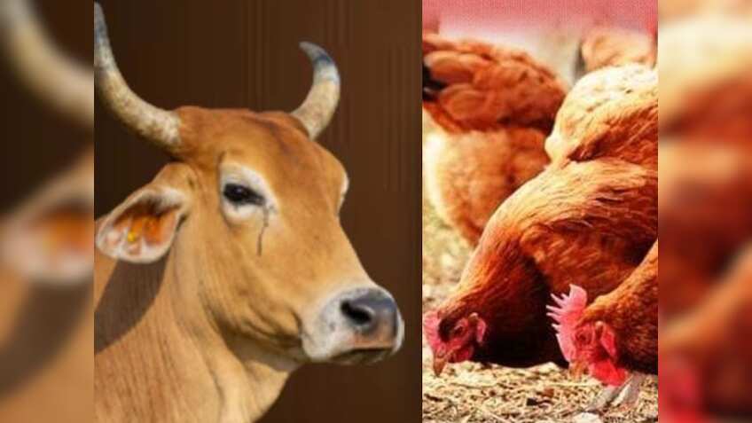 पशुपालकों के लिए जरूरी खबर, अक्टूबर माह में ऐसे करें पशुओं की देखभाल, इन बातों का रखें ध्यान