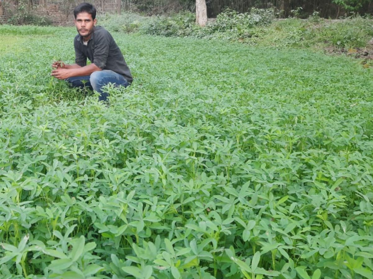 गाय-भैंस पालते हैं तो हरे चारे के लिए उगाएं ये खास घास, बाल्टी भर-भरकर दूध देंगे मवेशी, जानिए सबकुछ
