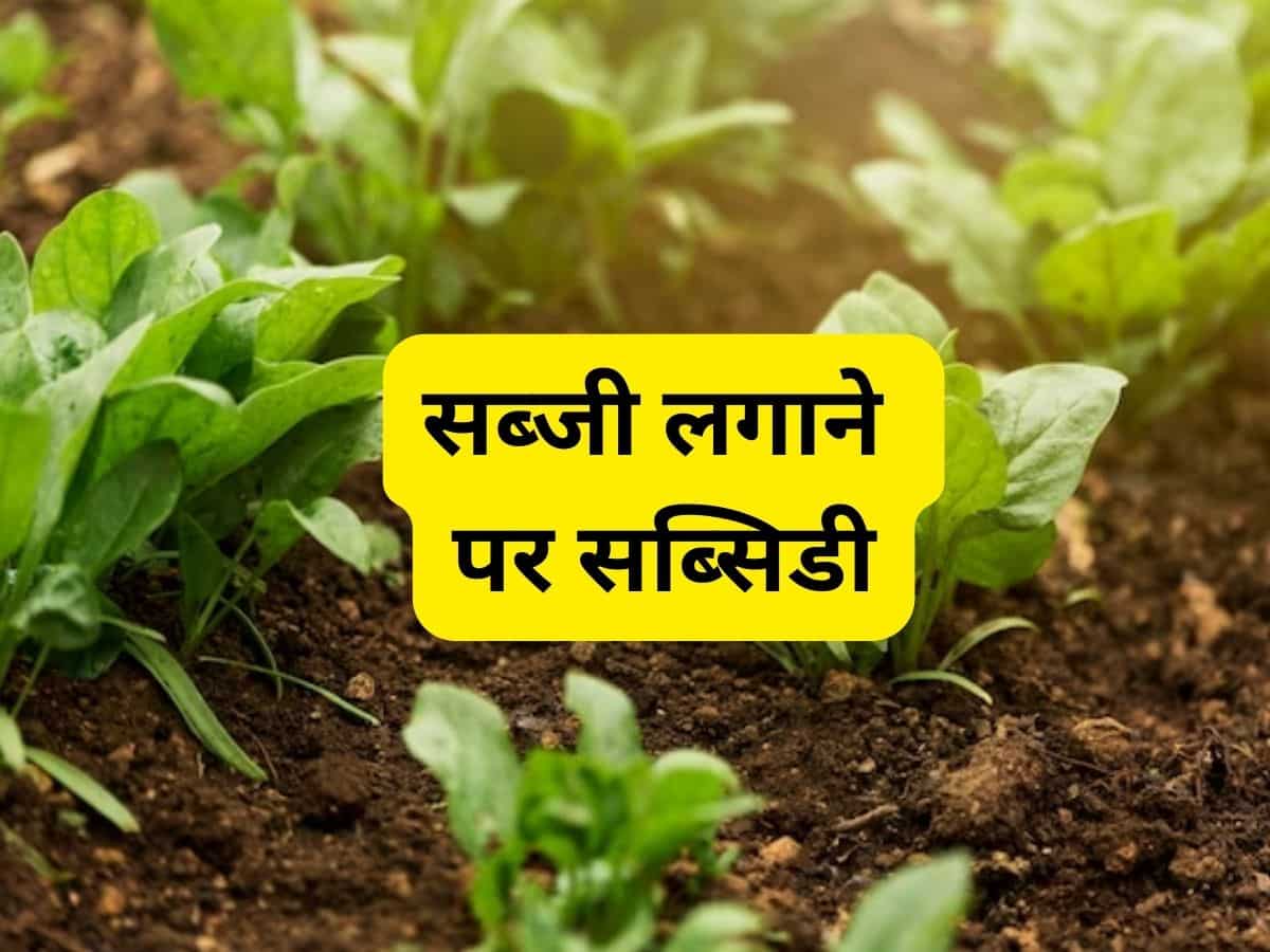 Sarkari Yojana: इन महंगी सब्जियों की खेती से करें कमाई, 75% तक सब्सिडी दे रही सरकार, ऑनलाइन आवेदन शुरू