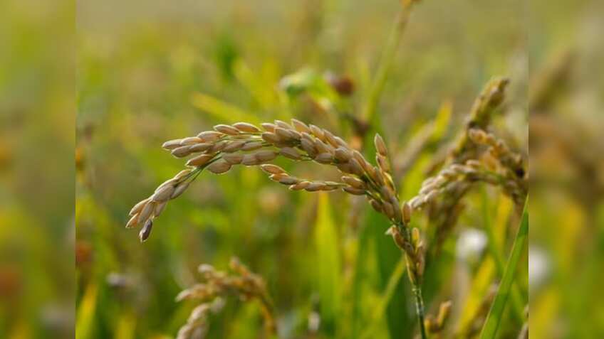 Farmers News: बेमौसम बारिश ने किसानों की बढ़ाई मुश्किलें, धान की फसल को हो सकता है नुकसान