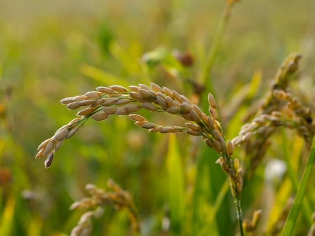 Farmers News: बेमौसम बारिश ने किसानों की बढ़ाई मुश्किलें, धान की फसल को हो सकता है नुकसान