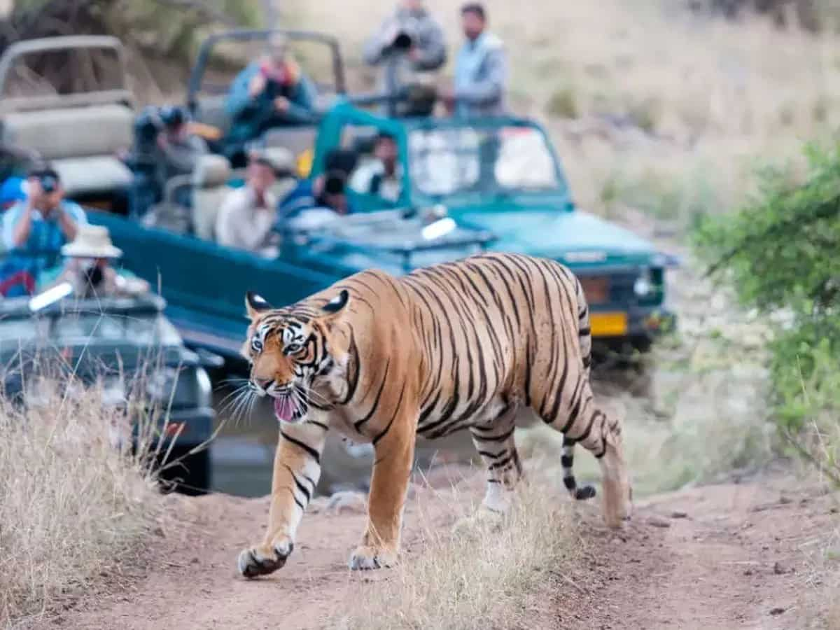 दशहरा वीकेंड पर रणथंभौर घूमने का करें प्लान, जानें रुट और खर्चे का हिसाब-किताब