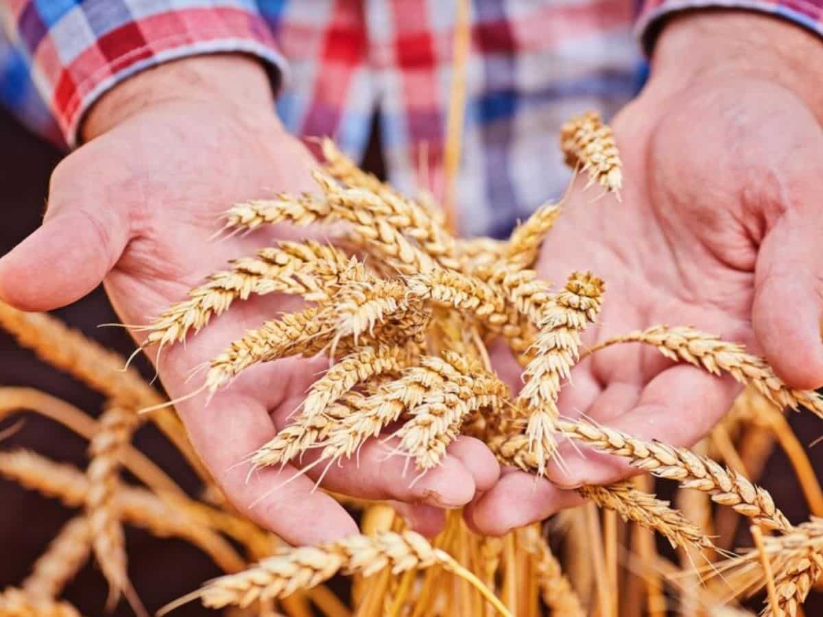 किसानों को आज कैबिनेट से मिल सकती है खुशखबरी, रबी फसलों की MSP में 2-7% की बढ़ोतरी संभव