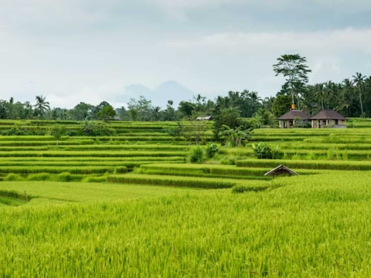 Natural Farming: प्राकृतिक खेती ने महिला किसानों की बदली तकदीर, अब हो रही लाखों में कमाई