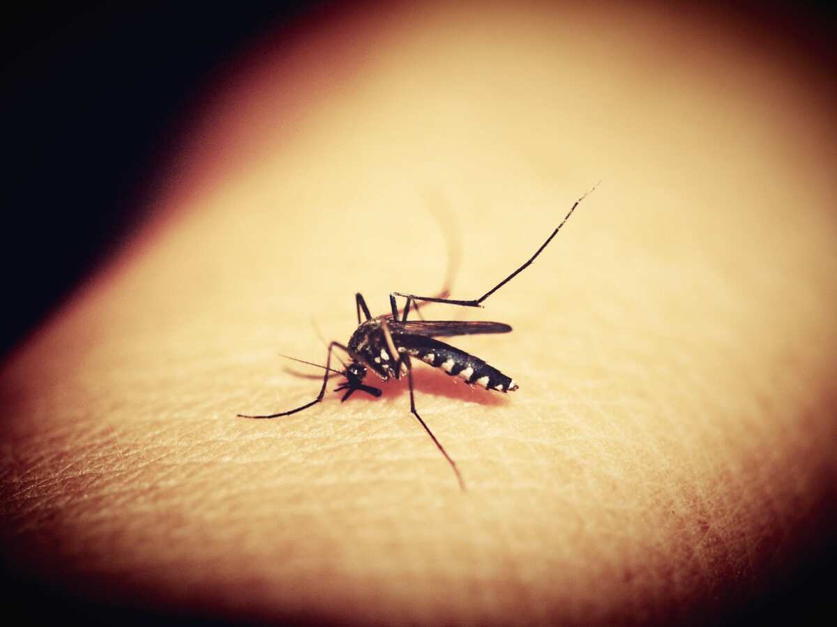 Dengue Cases in Delhi: डेंगू में रामबाण है ये उपाय, तेजी से बढ़ेंगे प्लेटलेट्स